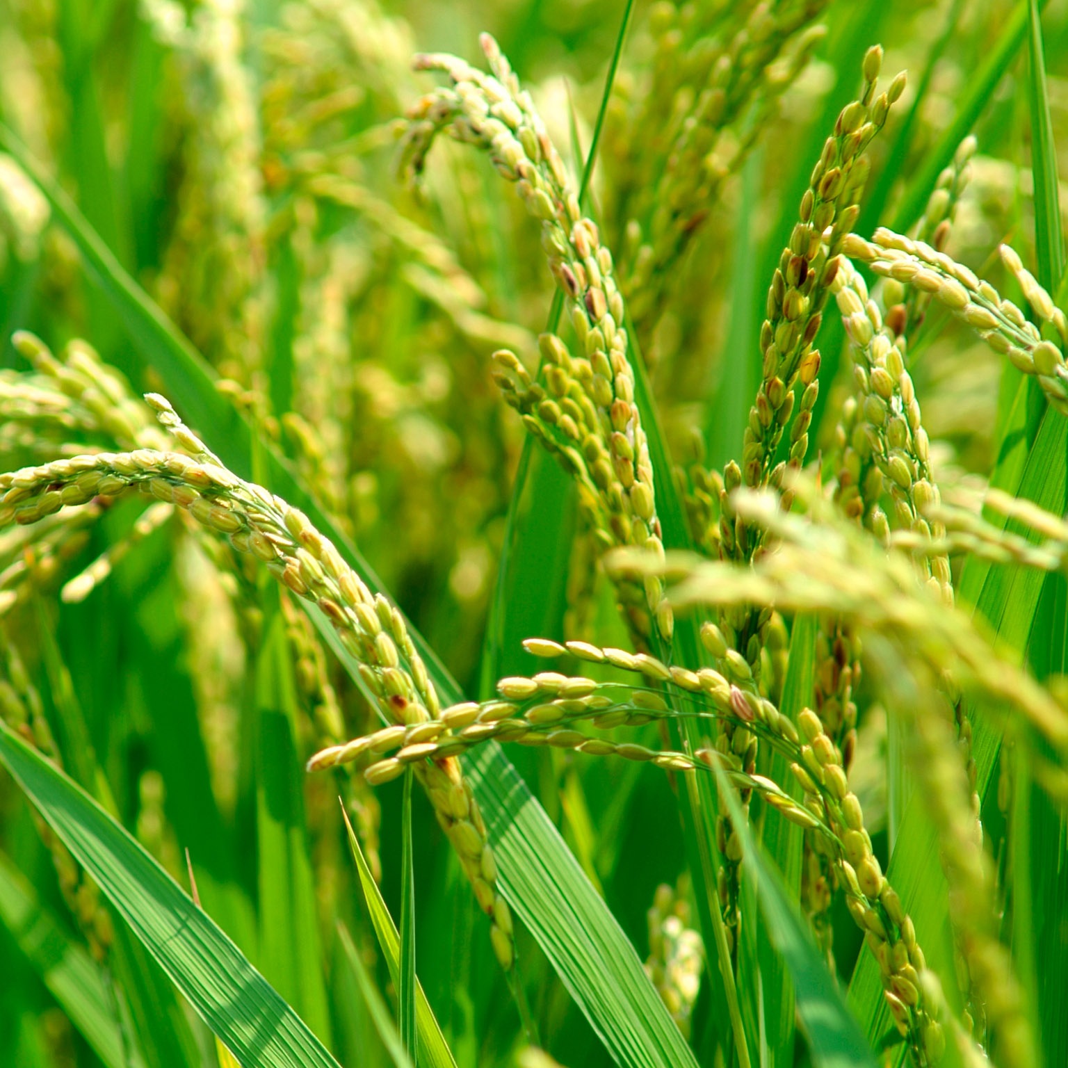 Successful agricultural transformations: Six core elements of planning and delivery