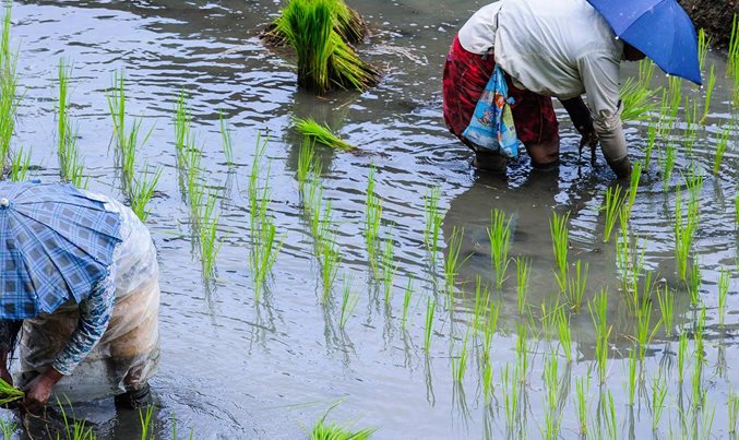 Seeding growth in Philippine agriculture