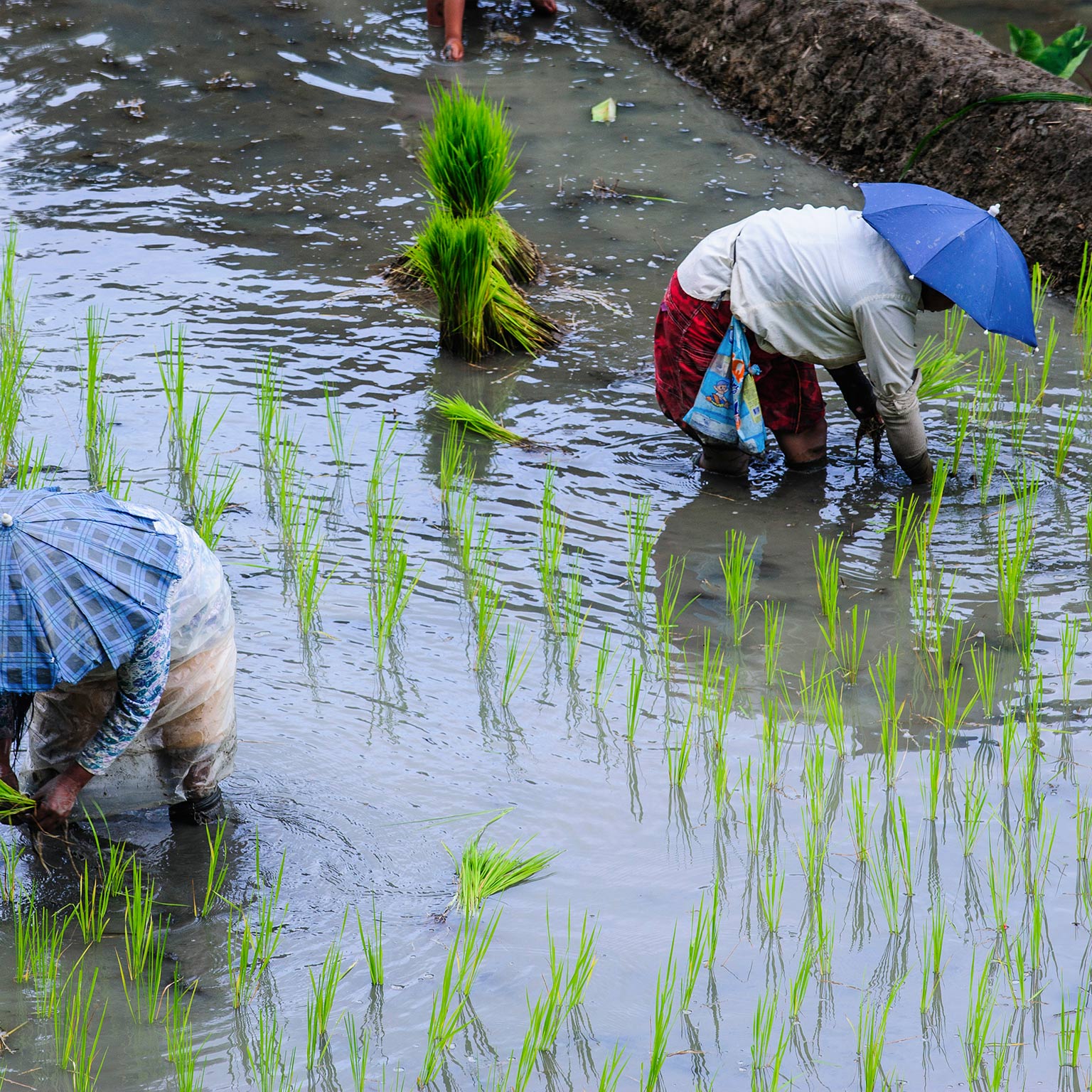 Seeding growth in Philippine agriculture