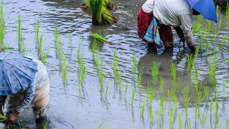 Seeding growth in Philippine agriculture