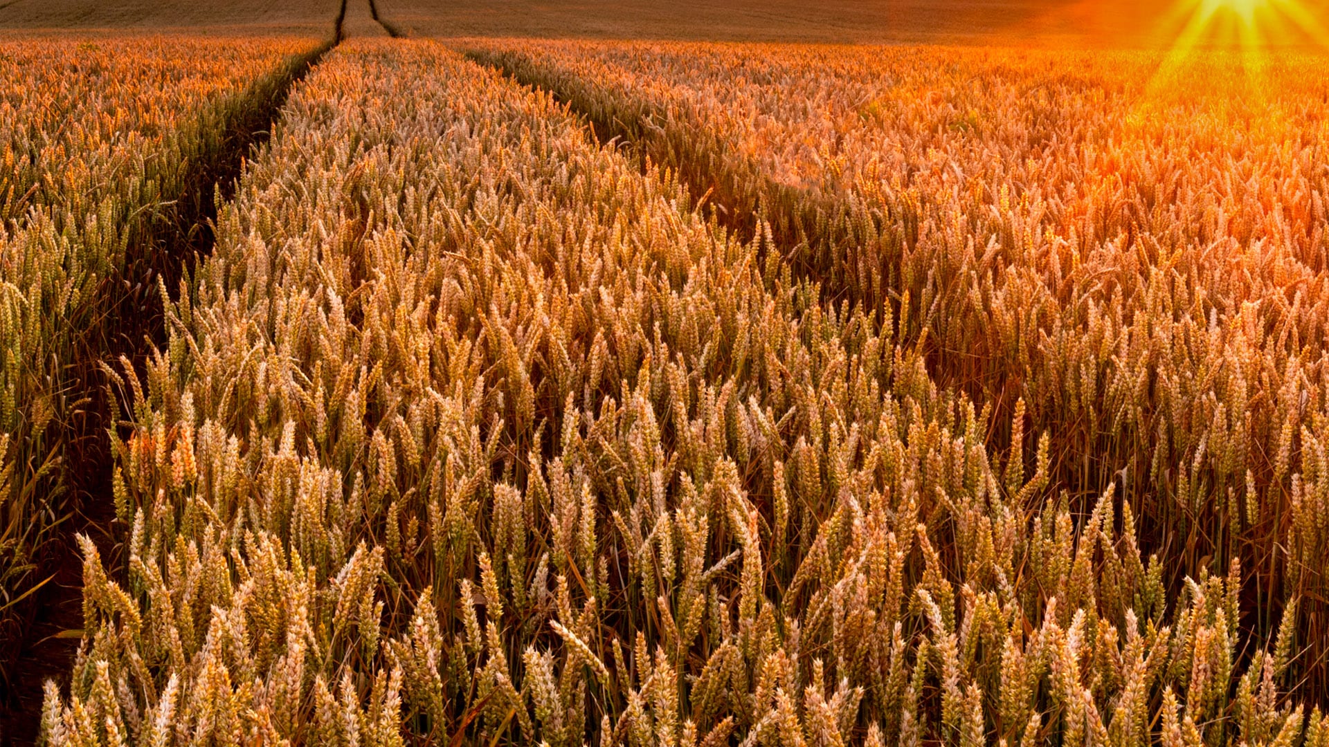 Green farming: The shift in food and agriculture | Sustainability |  McKinsey & Company