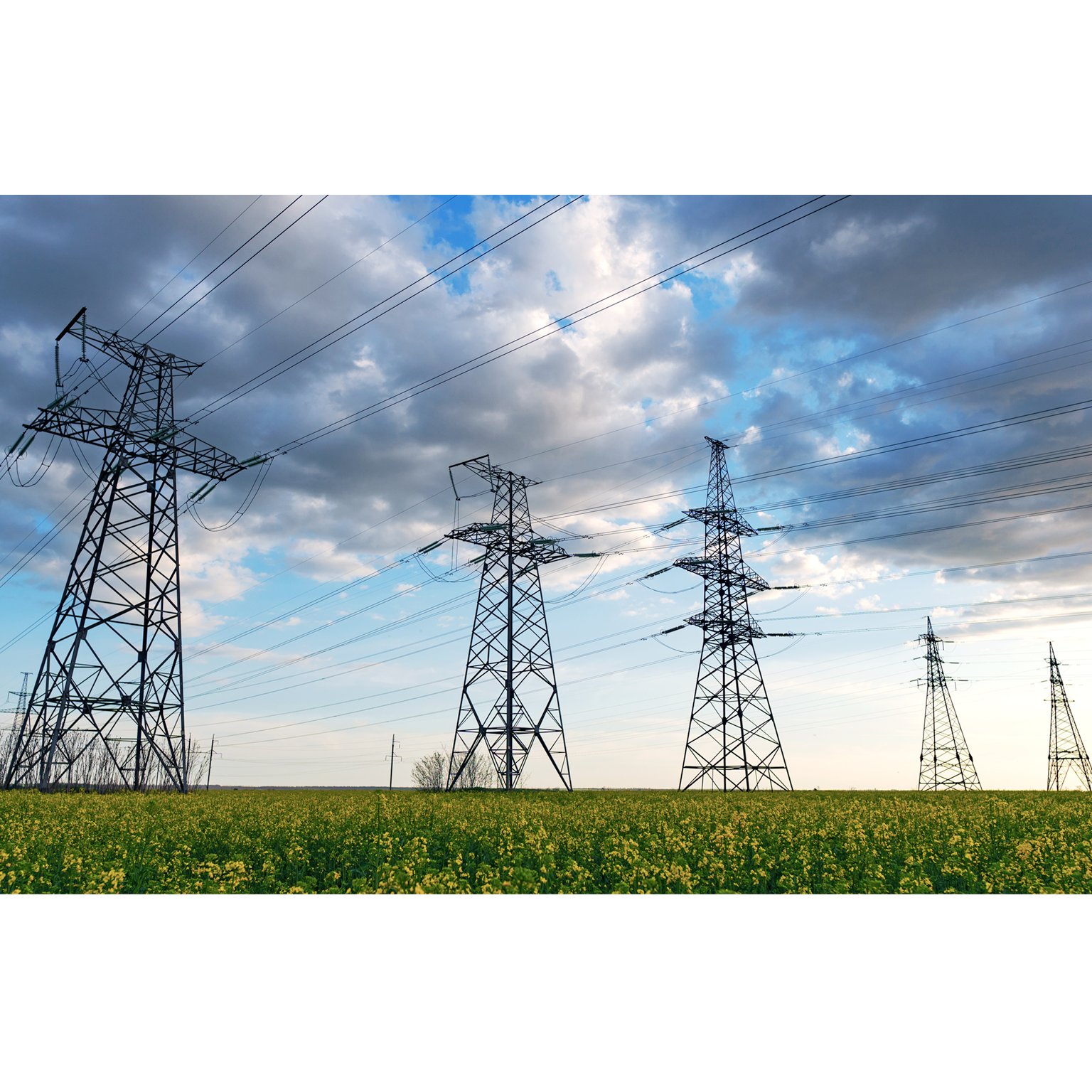 Power lines and high-voltage lines against the backdrop of blooming oilseed rape on a summer day.