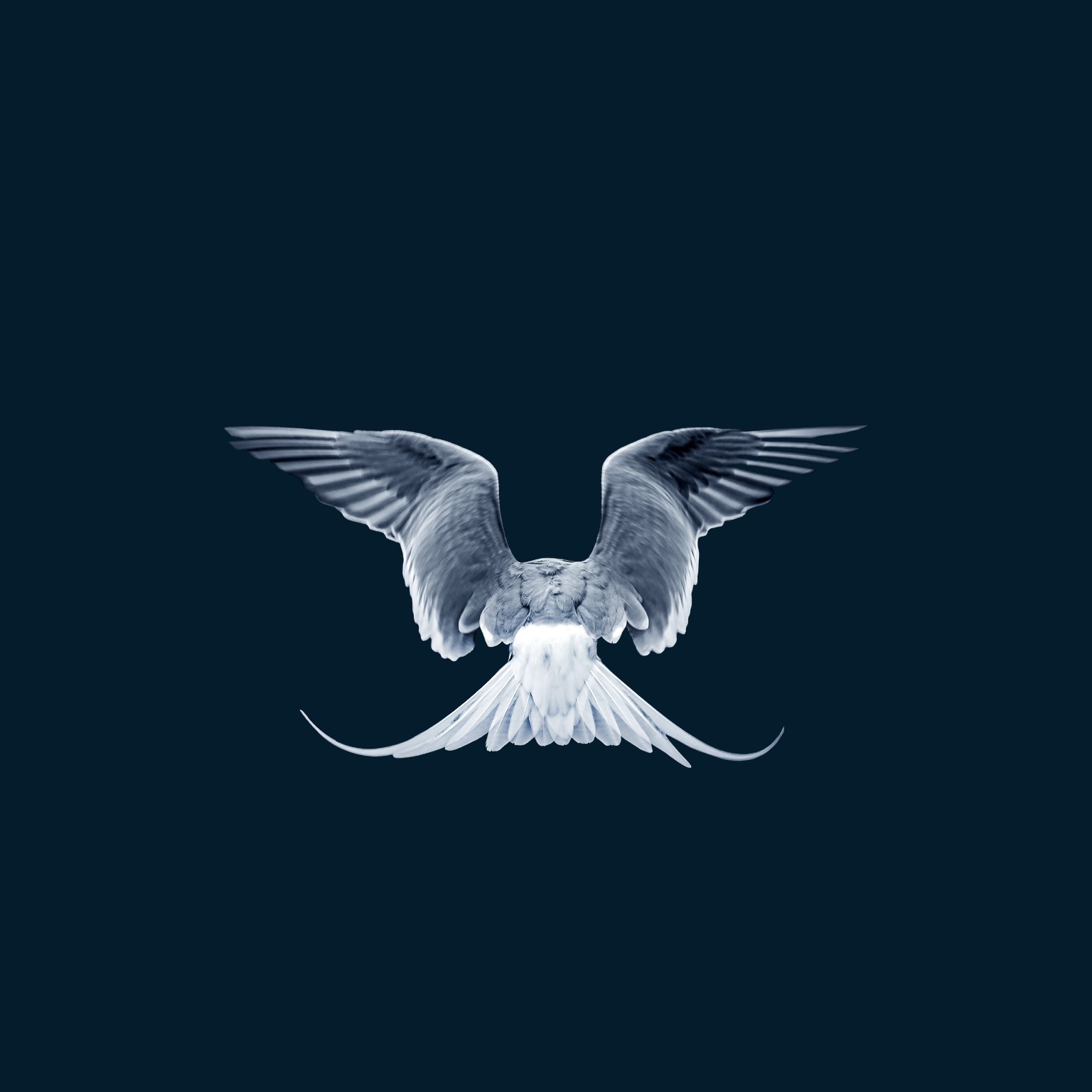 A close-up image captures the back of a gray and white tern in flight against a dark blue backdrop. The bird's wings are outstretched, with the ends of its long tail feathers turning upward as they catch the air.