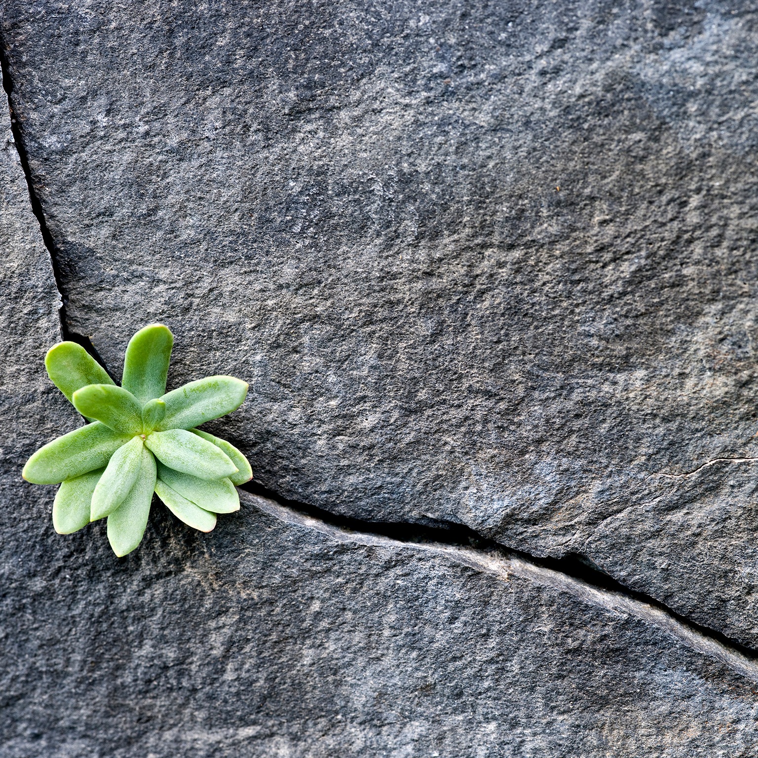 2021 Top picks: From recovery to growth