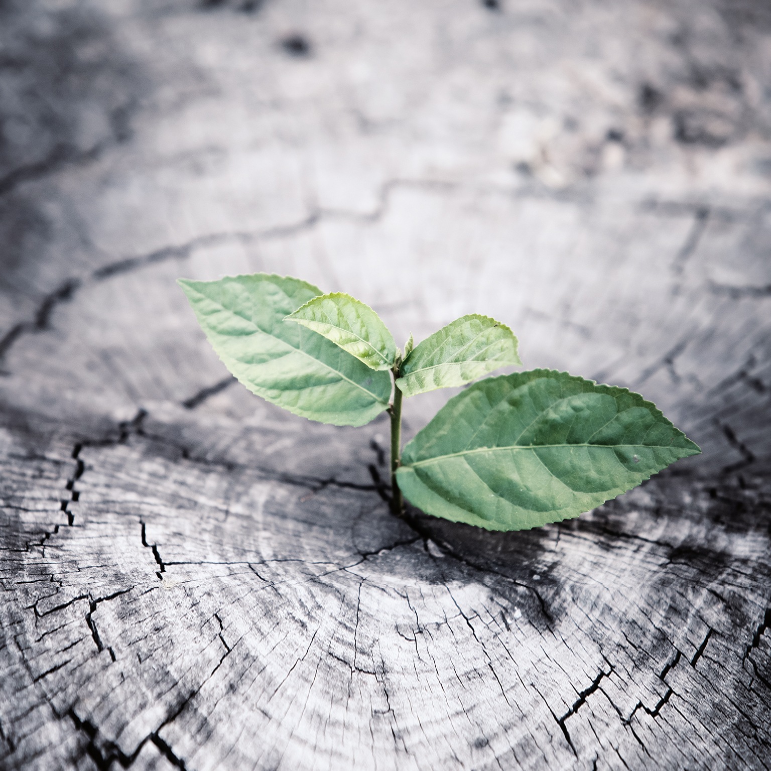 B2B commercial analytics: What outperformers do