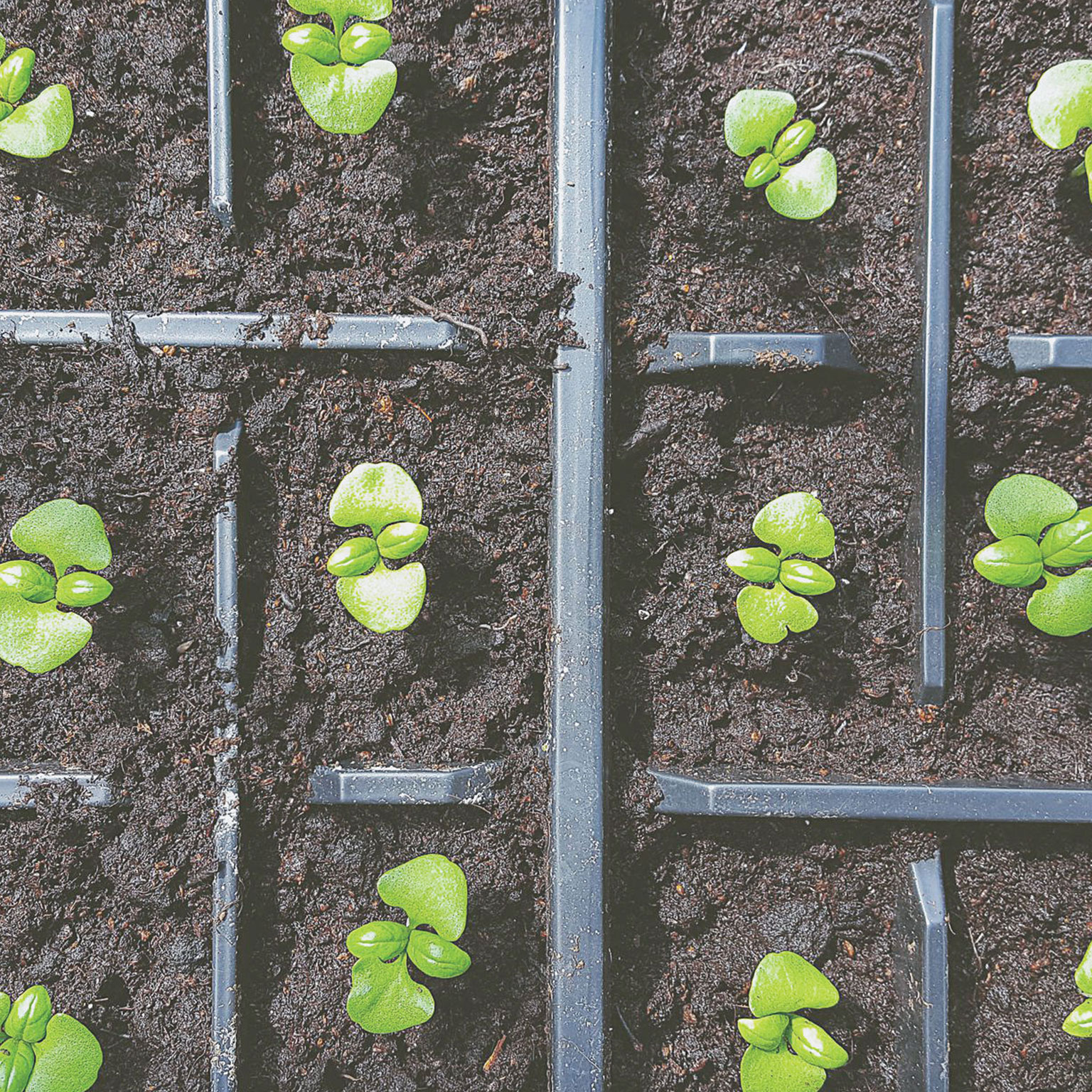 Debunking four myths of organic growth