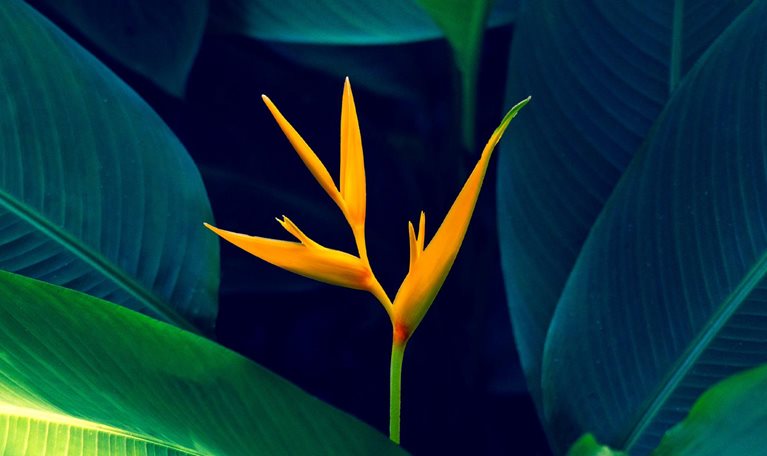 A vibrant orange bird of paradise flower surrounded by dense green foliage.