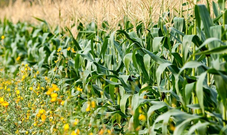 Corn Farms Agricultural Productivity