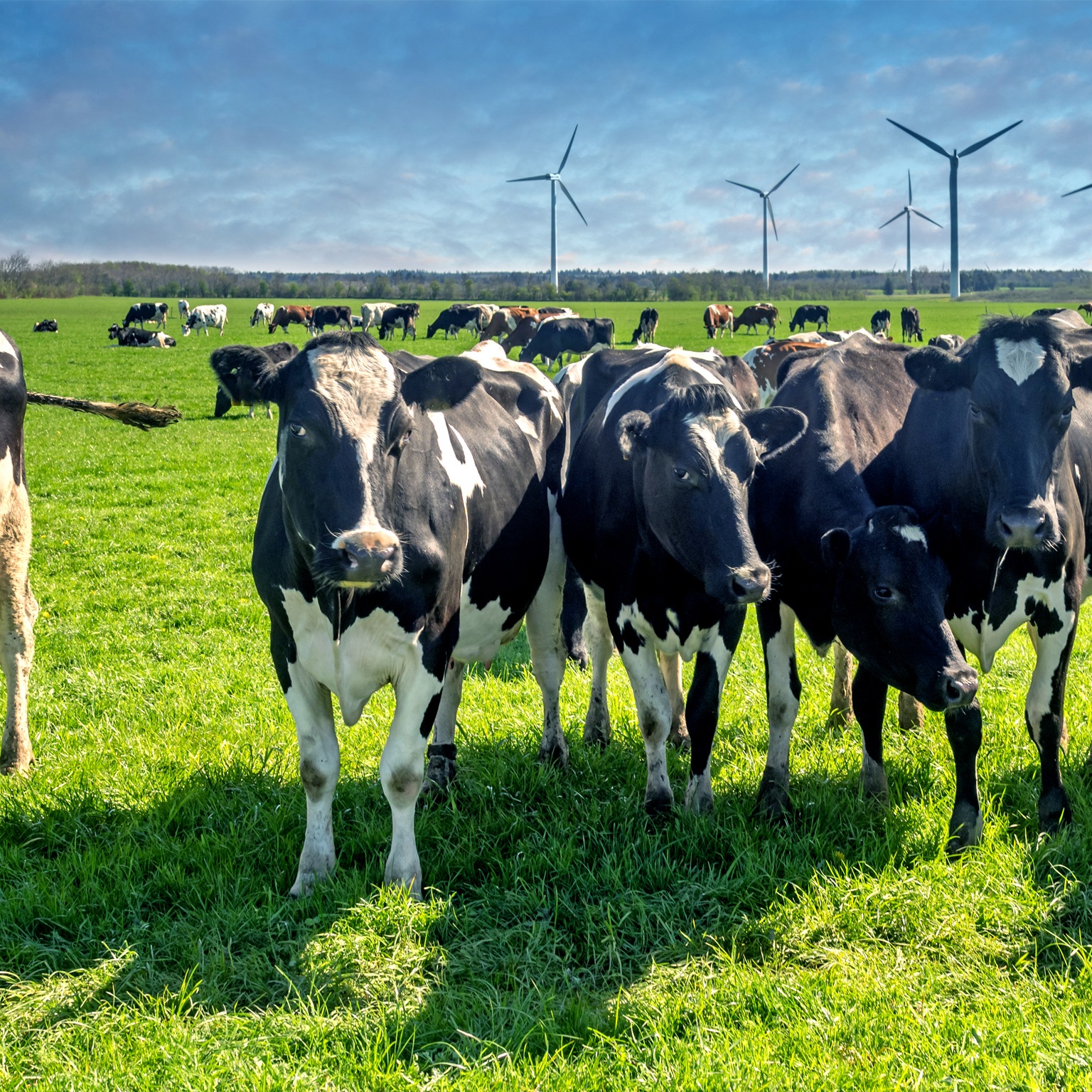 Cows grazing on a green lush meadow