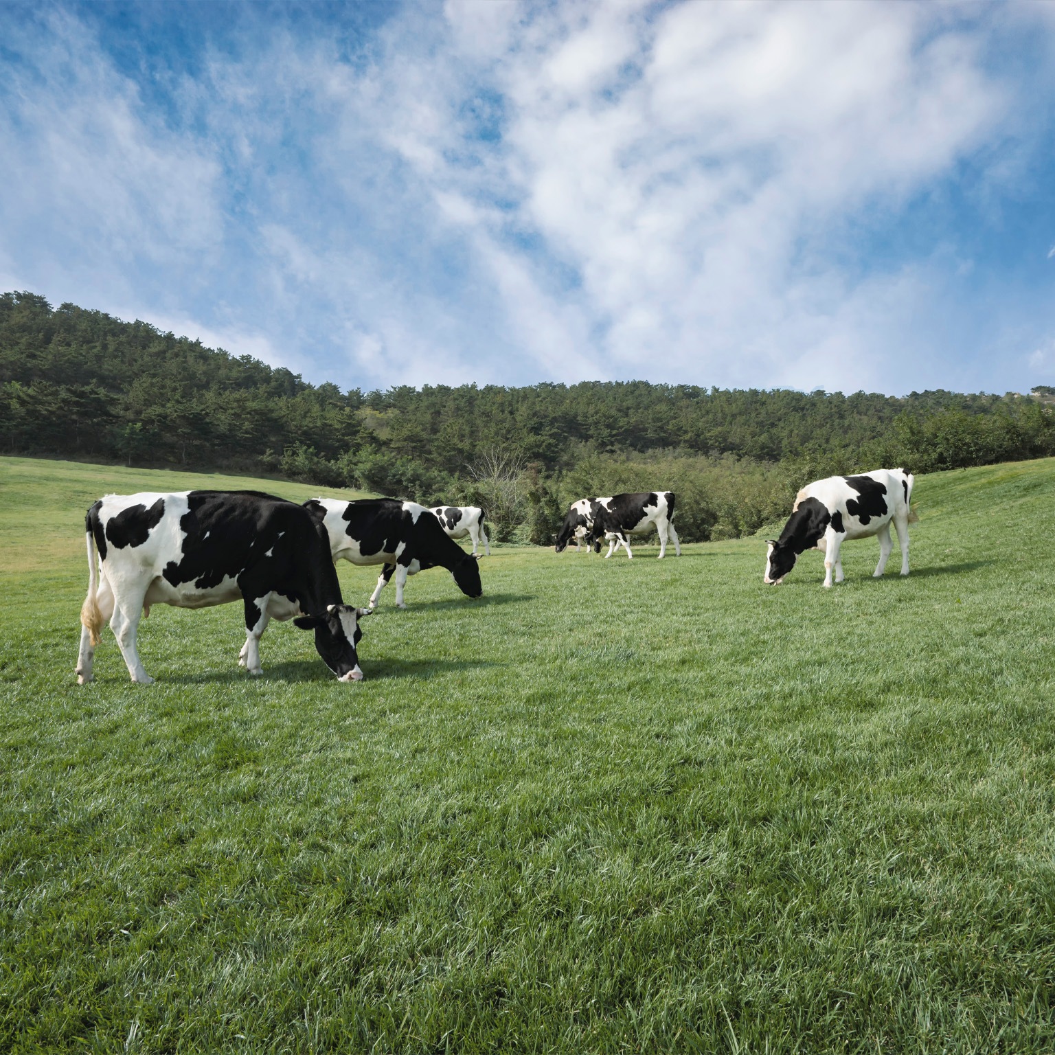 What US dairy executives learned from the pandemic