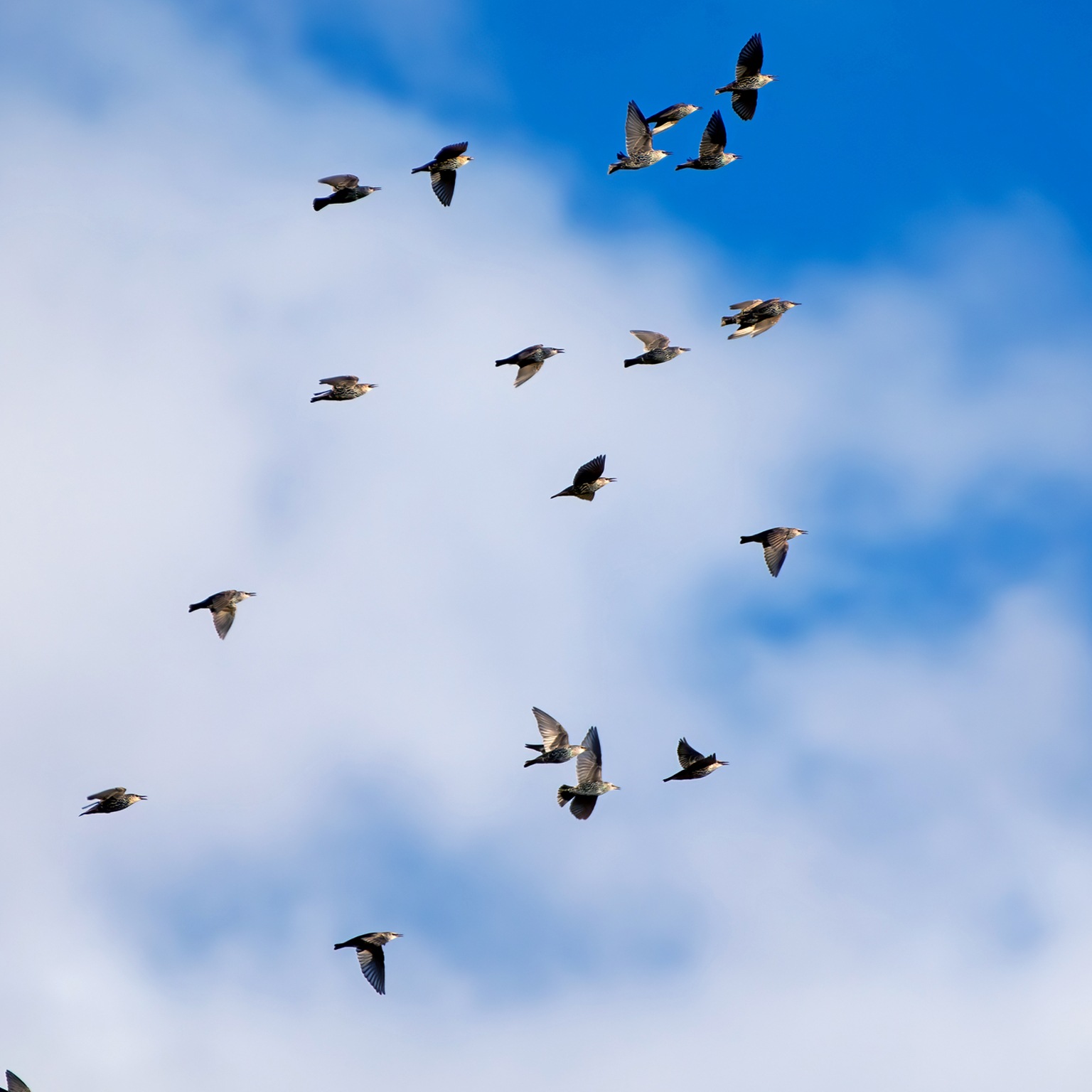 Huge groups of starlings (Sturnidae) in the sky that move in shape-shifting clouds before the night.