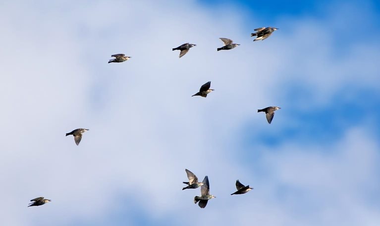 Huge groups of starlings (Sturnidae) in the sky that move in shape-shifting clouds before the night.