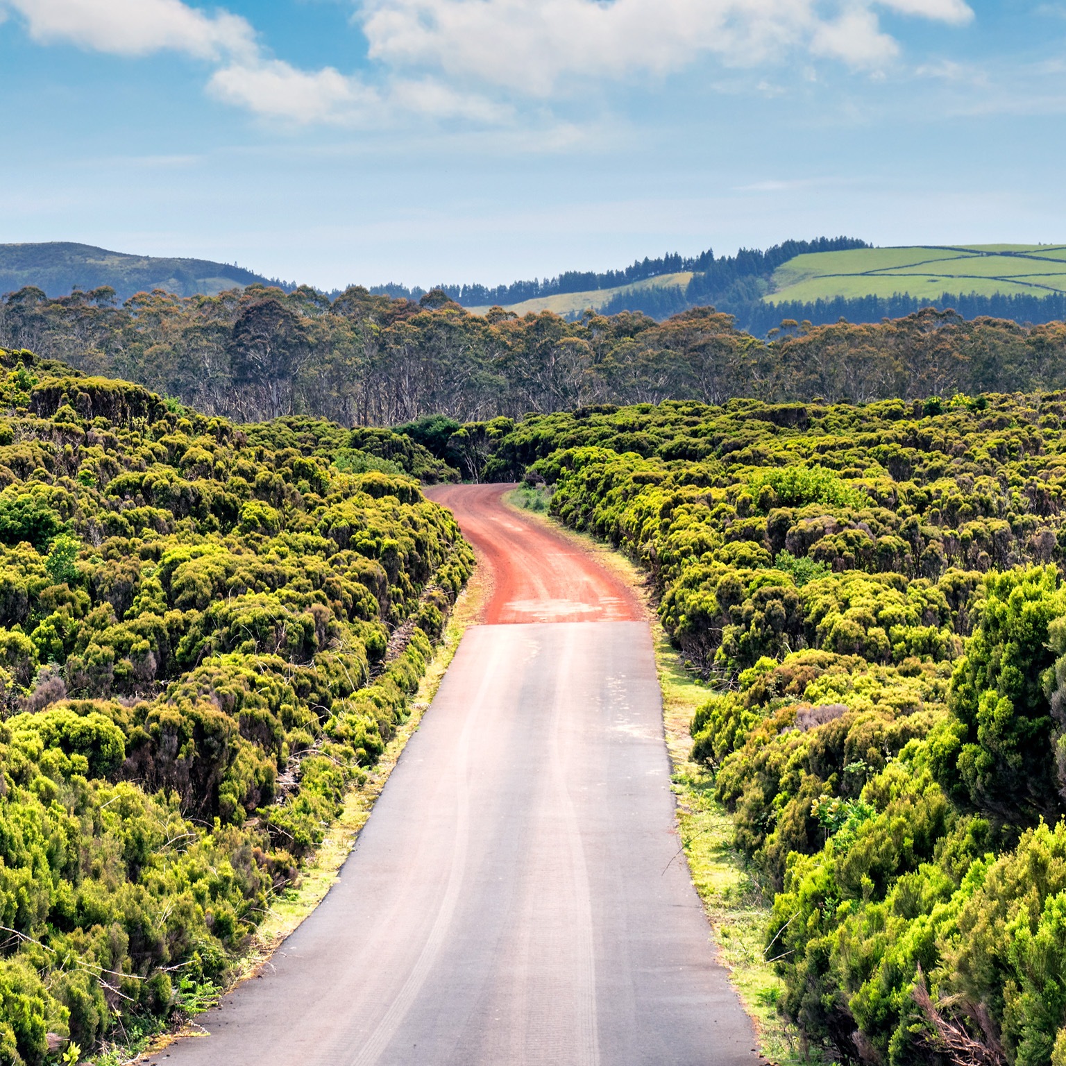 The image shows a paved road that transitions to a dirt road winding through dense green shrubs and low vegetation in a rural landscape. Rolling hills and scattered trees rise in the distance beneath a bright blue sky dotted with soft white clouds.