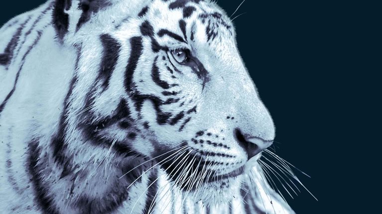White tiger with blue tone filter