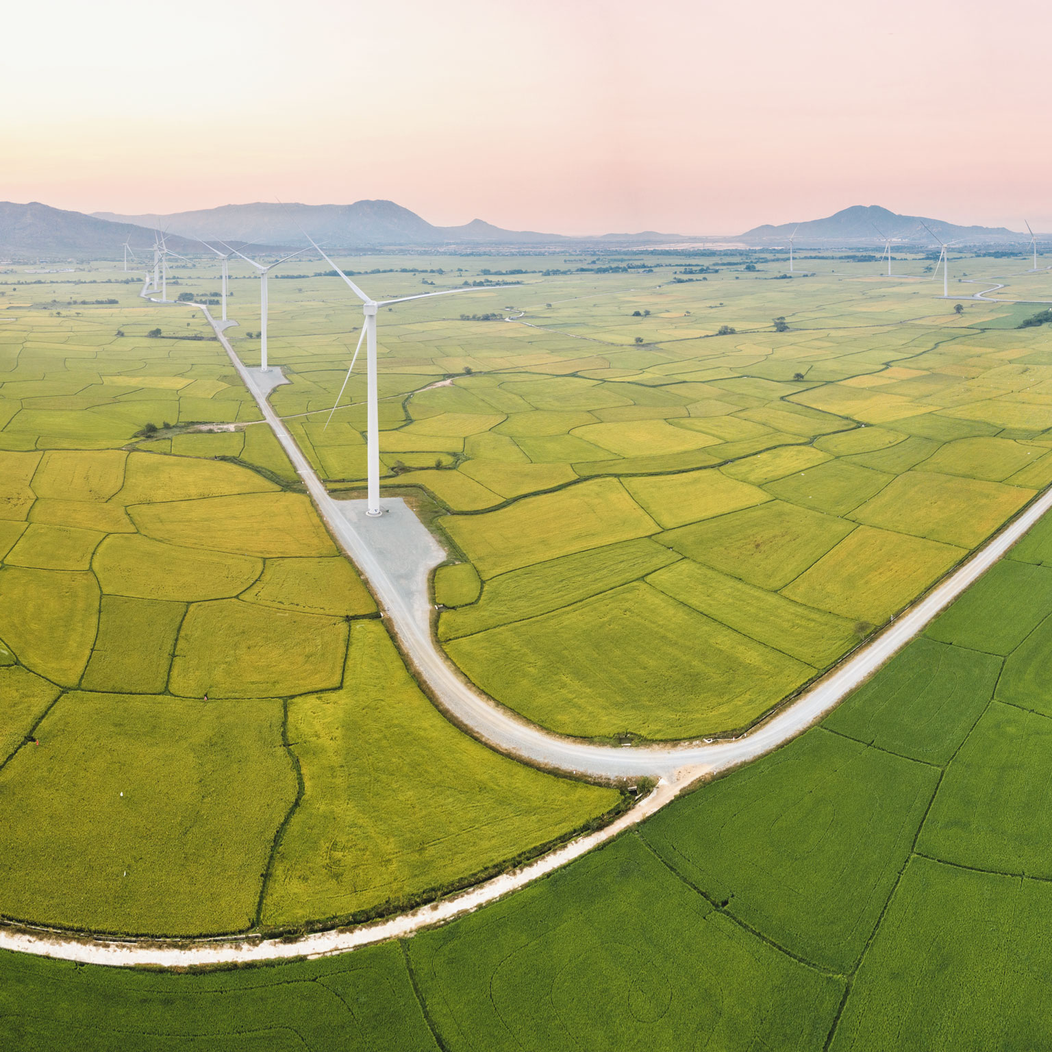 Above golden paddy field during harvest season