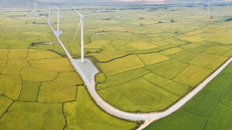 Above golden paddy field during harvest season