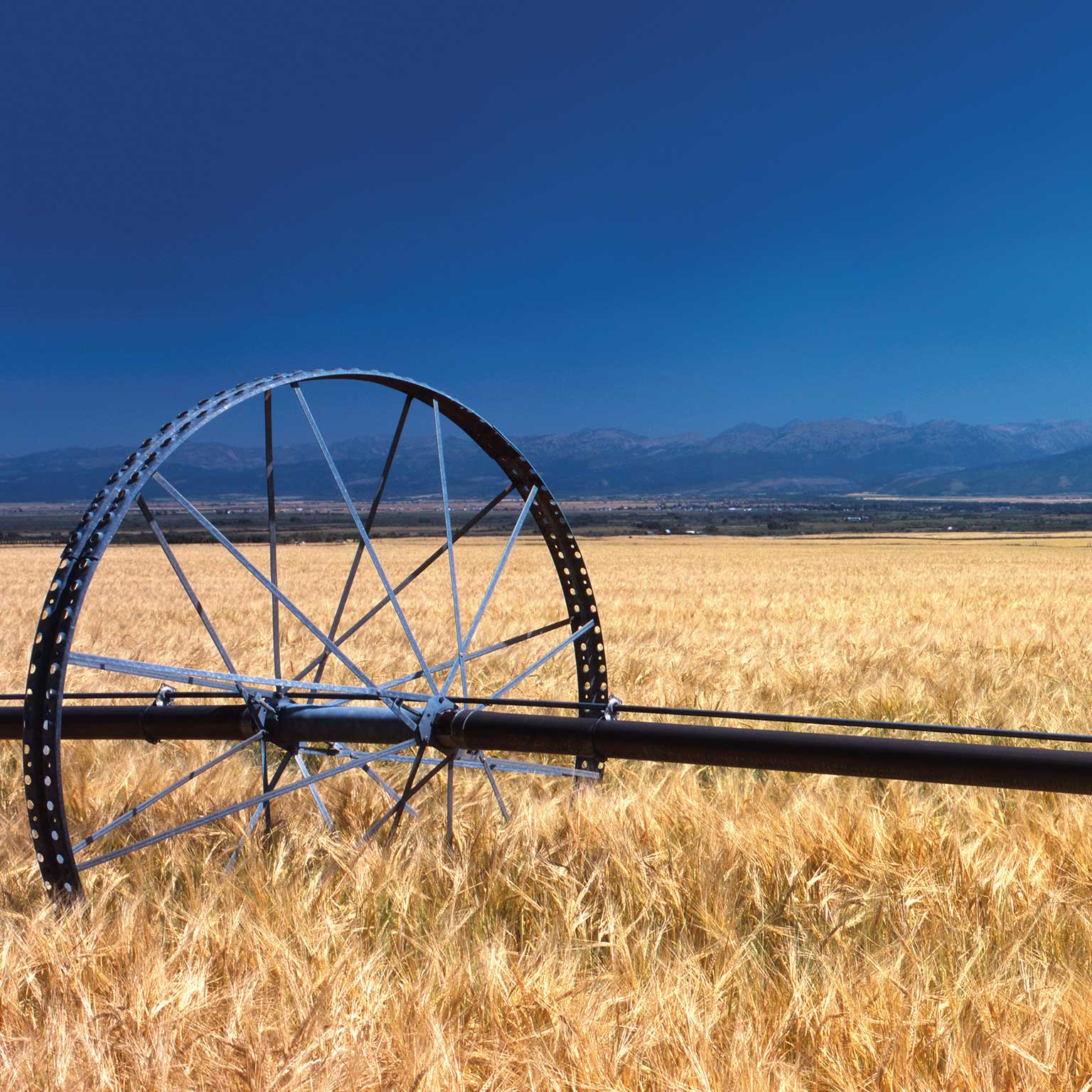 Feeding the world sustainably