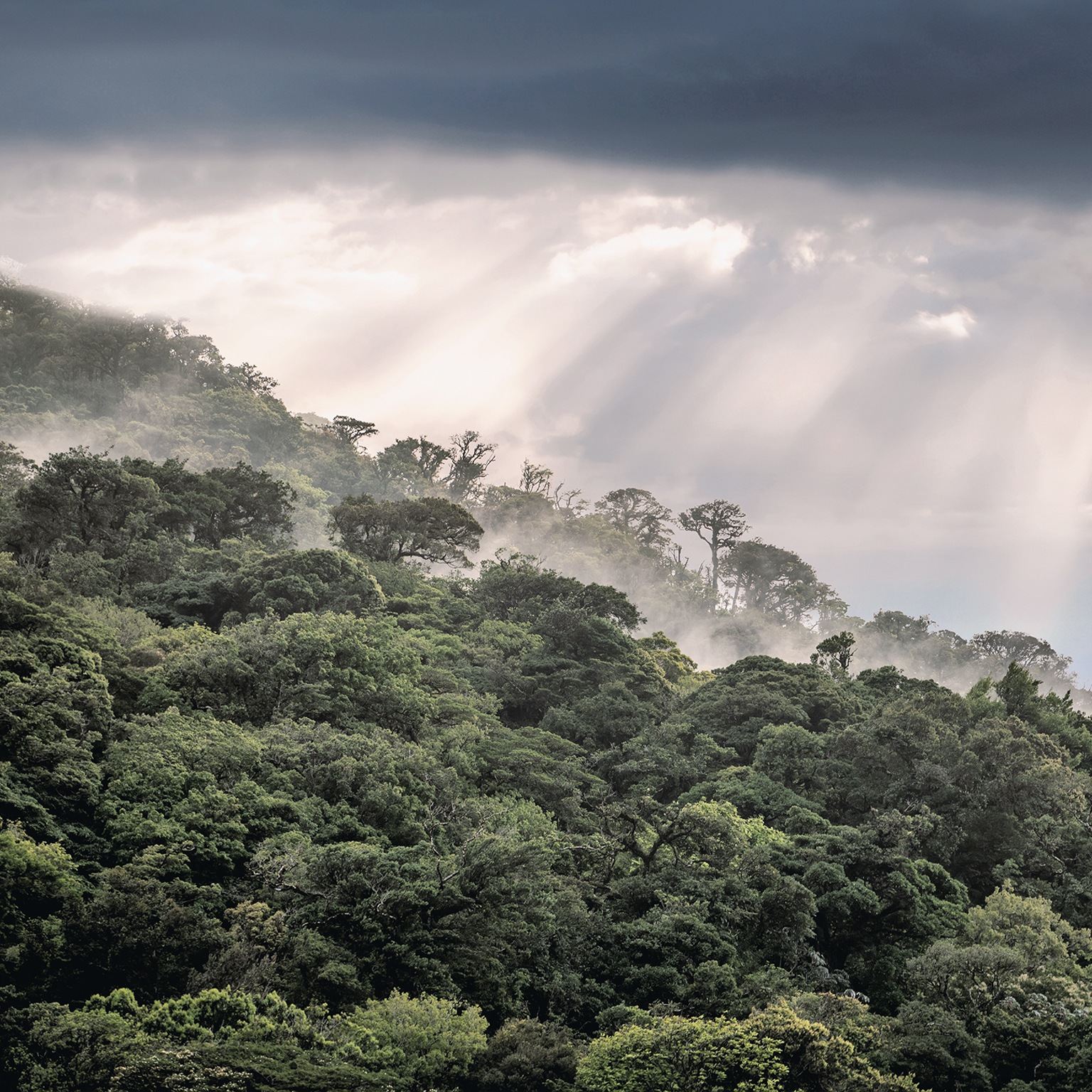 Why investing in nature is key to climate mitigation