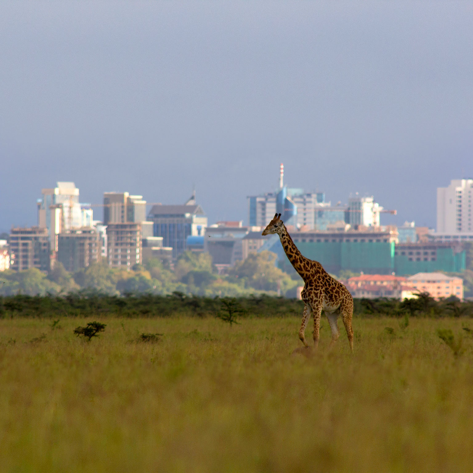 Africa's overlooked business revolution