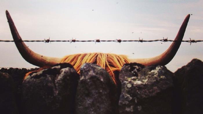 Hockey stick dreams, hairy back reality