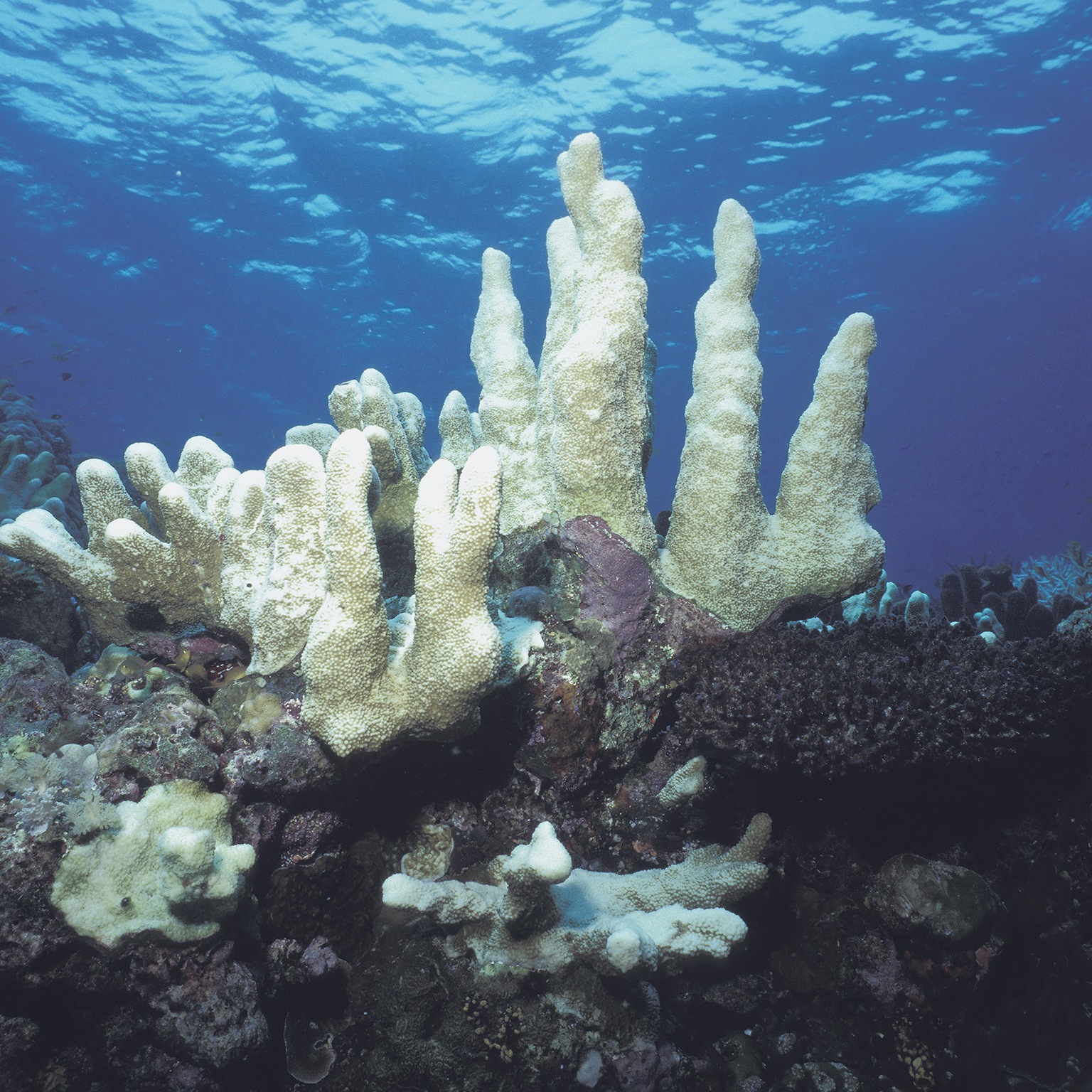 Reduced dividends on natural capital