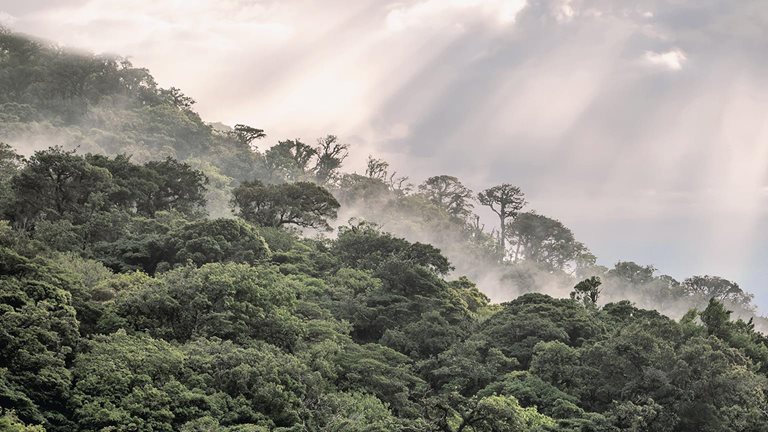 Why investing in nature is key to climate mitigation