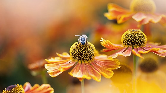 A photo of a bee on a flower