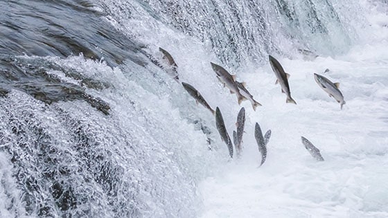 Illustration of salmon going upstream