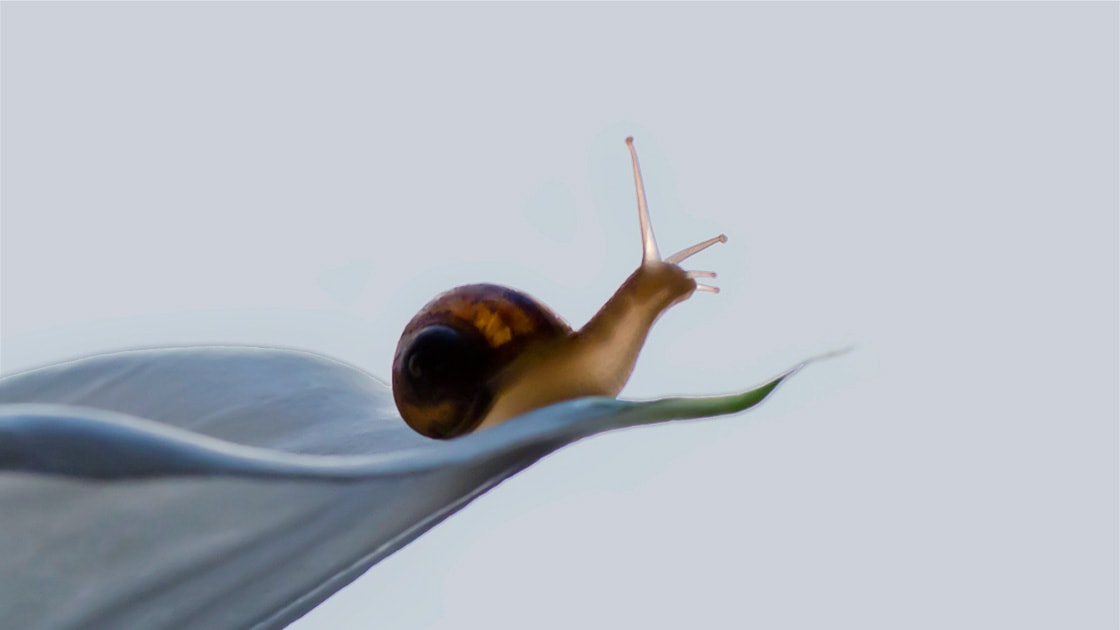 Image of a snail