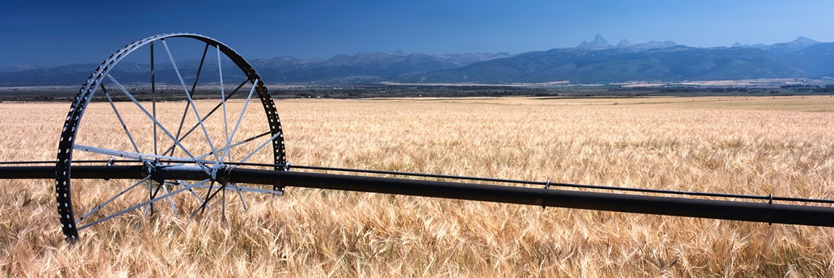 Photo of wheat field