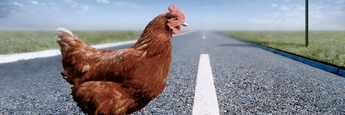 chicken crossing a road