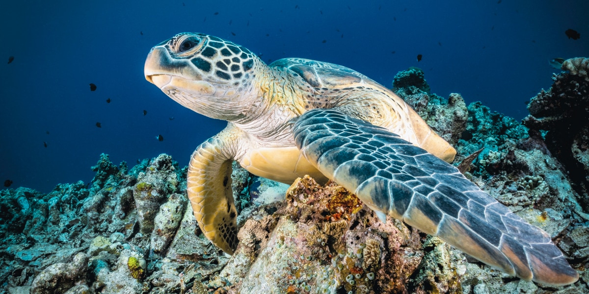photo of a sea turtle