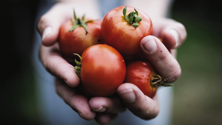 Featured Collection: Food Security