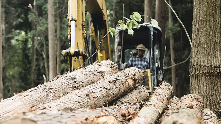 Data: The next wave in forestry productivity