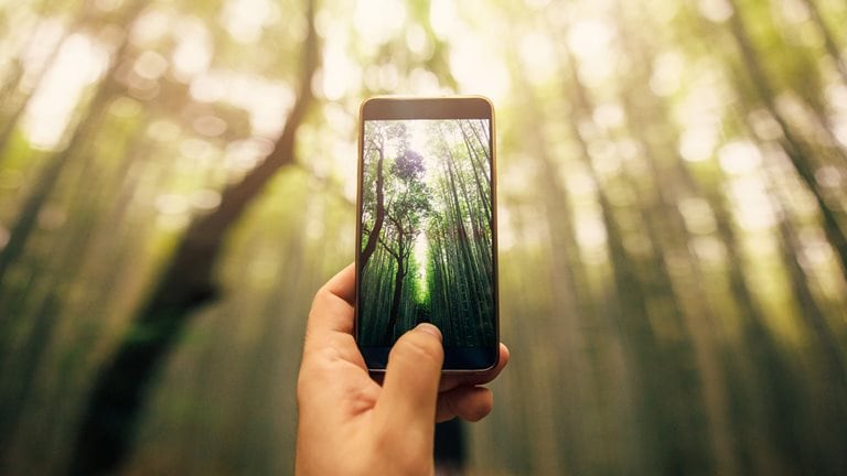 Image of a hand holding a cell phone and taking a photo of a bamboo forest