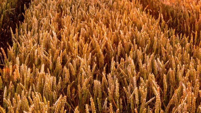 Image of a field of wheat