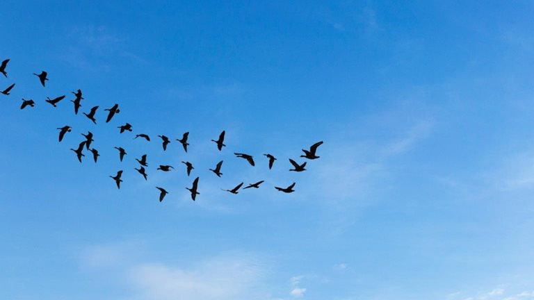 Image of a flock of birds flying in blue skies