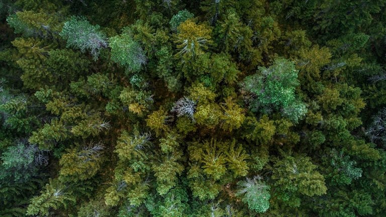 Image of an overhead view of a forest