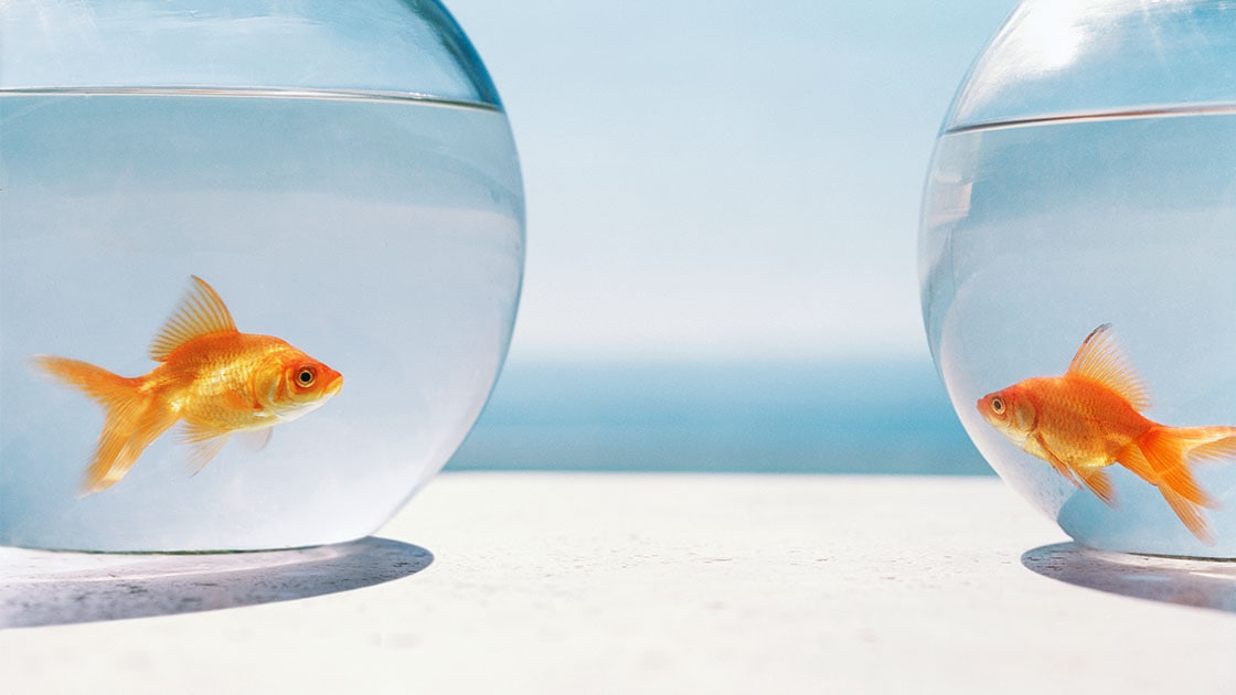 A photo of two goldfish in separate bowls