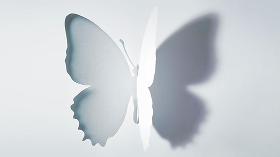 Image of a white butterfly