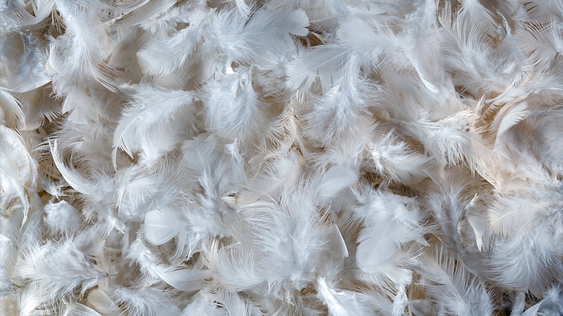 Image of a pile of bird feathers
