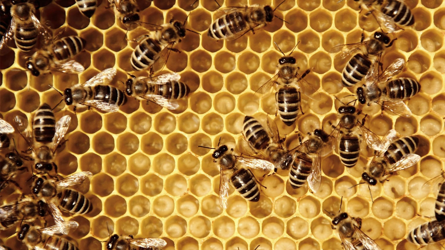 Image of bees on a honeycomb