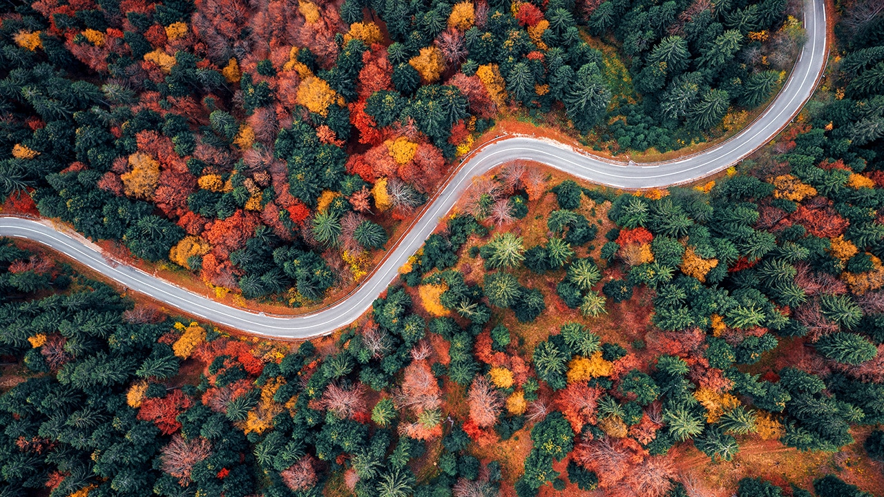 Image of a winding road through a beautiful forest