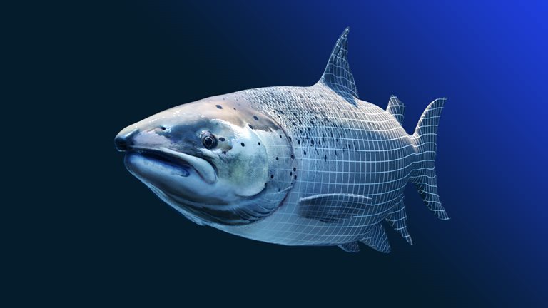 Picture of a large fish