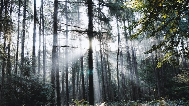 Image of sunlight coming through a forest canopy