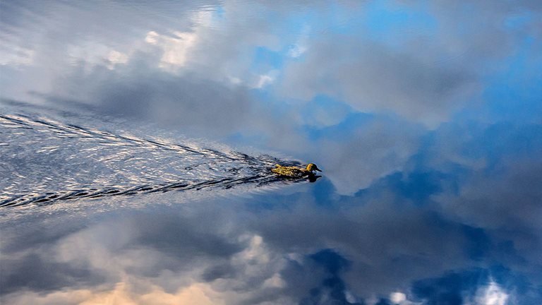 Image of a duck in water
