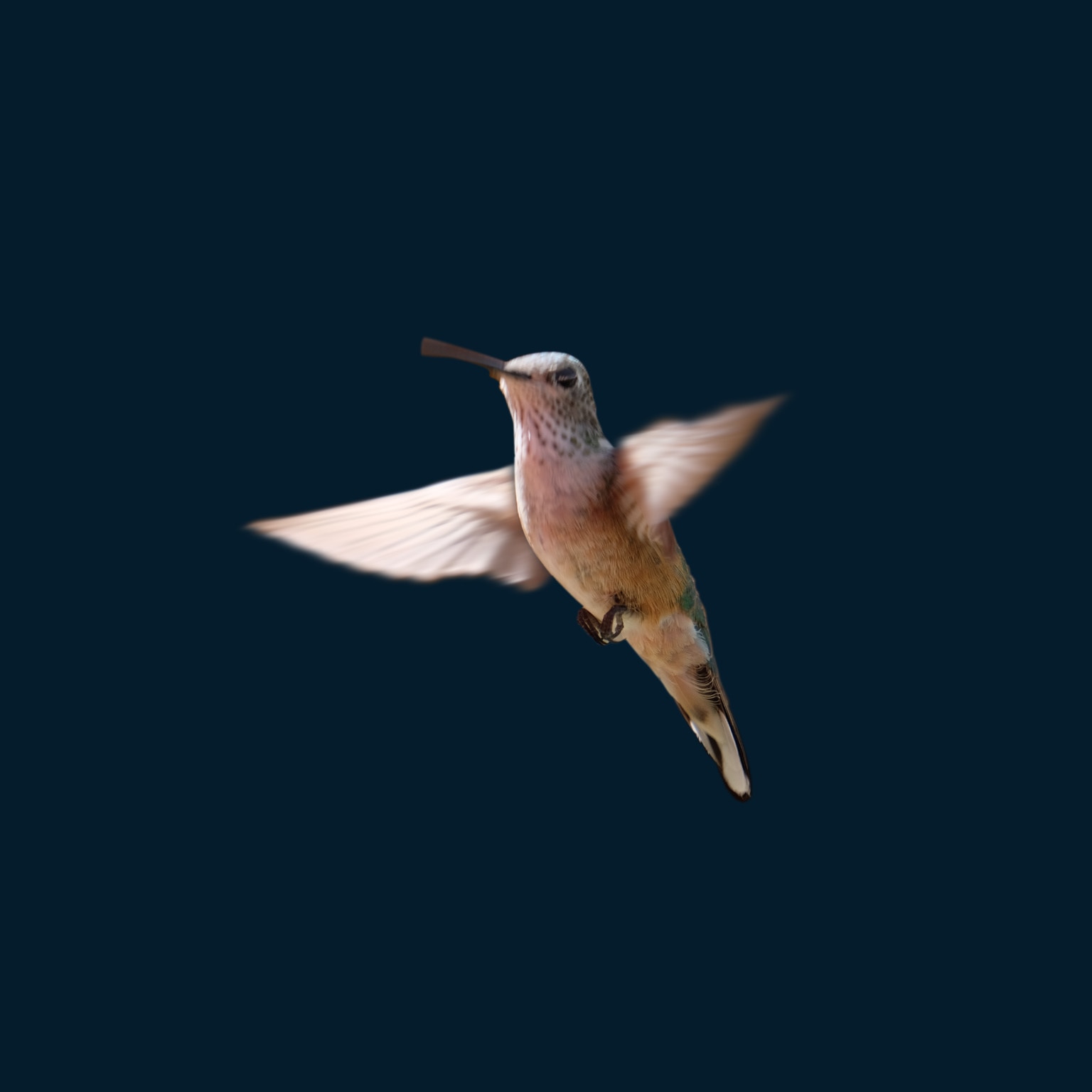 photo of hummingbird