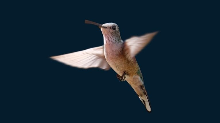 photo of hummingbird