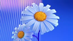 Daisies on a blue background