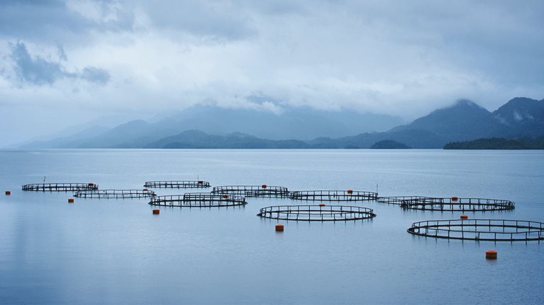 How a McKinsey team is making waves in aquaculture with advanced analytics